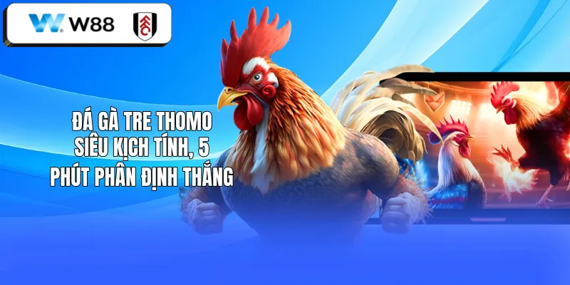 Đá Gà Tre Thomo